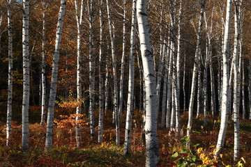 秋の白樺林