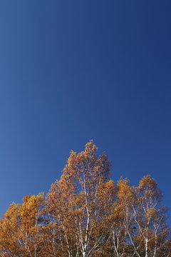 秋空と白樺林