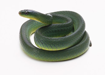 Fototapeta premium Greater green snake