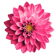 Foto op Plexiglas Surreal pink flower dahlia macro isolated on white © boxerx