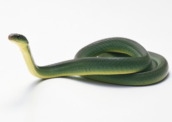 Greater green snake