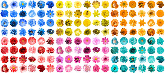 Mega pack of 144 in 1 natural and surreal blue, orange, red, pink, turquoise and yellow flowers...