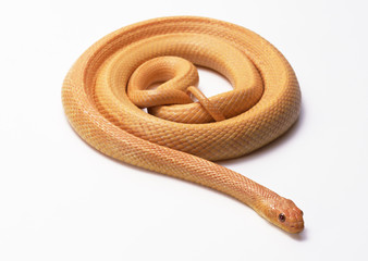 Albino yellow rat snake