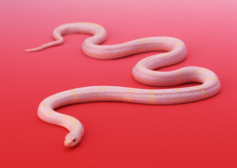 Fototapeta premium Albino California king snake