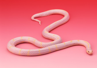 Obraz premium Albino California king snake