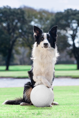 Border Collie con pelota de futbol © gabycampo