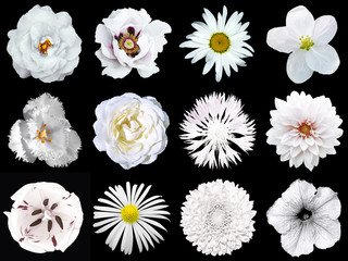 Collage of natural and surreal white flowers 12 in 1: peony, dahlia, primula, aster, daisy, rose, gerbera, clove, chrysanthemum, cornflower, flax, pelargonium, marigold, tulip isolated on black