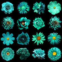 Mix collage of natural and surreal turquoise flowers 16 in 1: peony, dahlia, primula, aster, daisy, rose, gerbera, clove, chrysanthemum, cornflower, flax, pelargonium isolated on black