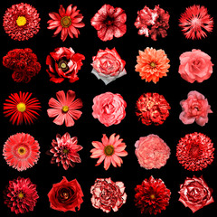 Mix collage of natural and surreal red flowers 25 in 1: peony, dahlia, primula, aster, daisy, rose, gerbera, clove, chrysanthemum, cornflower, flax, pelargonium isolated on black