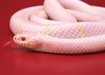 Albino California king snake
