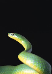 Fototapeta premium Greater green snake