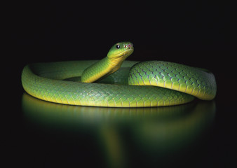 Greater green snake