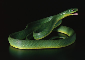 Greater green snake