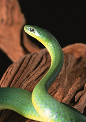 Fototapeta premium Greater green snake
