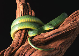 Greater green snake