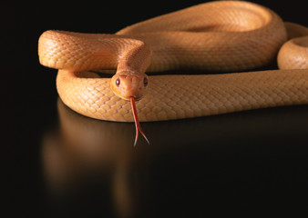 Albino yellow rat snake