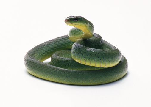 Greater green snake