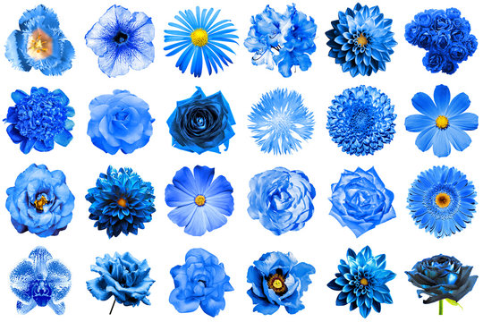 Fototapeta Collage of natural and surreal blue flowers 24 in 1: peony, dahlia, primula, aster, daisy, rose, gerbera, clove, chrysanthemum, cornflower, flax, pelargonium, marigold, tulip isolated on white