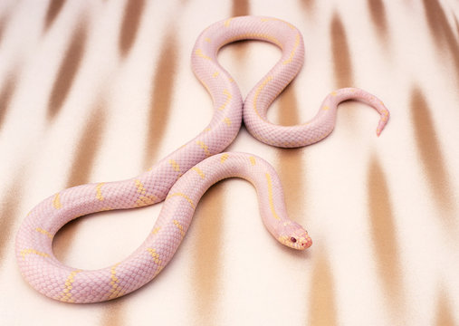Albino California king snake