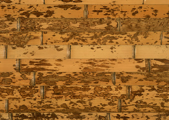 Fototapeta premium Veneer