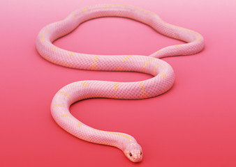 Fototapeta premium Albino California king snake