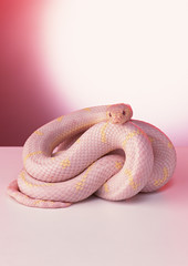 Albino California king snake