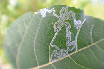 Leaf Miner Track