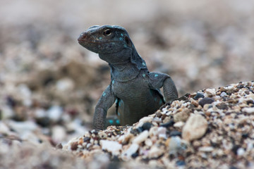 Iguana on the prowl