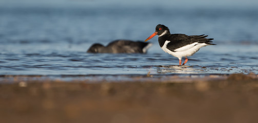 Eurasian Oystercatcher, Haematopus ostralegus