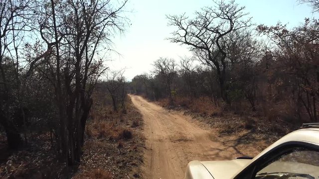 Game Drive in Matobos NP (Zimbabwe) as detailed 4K UHD footage