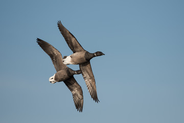 Brent Goose, Branta bernicla