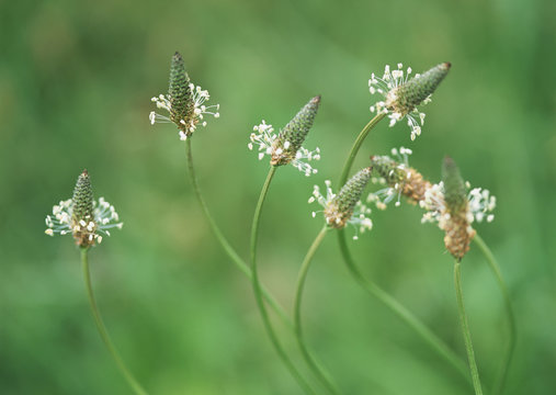 Ribwort Plantain