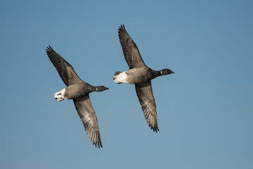 Brent Goose, Branta bernicla