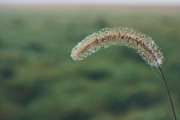 Field of dew