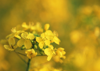 Field Mustard