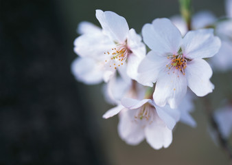 Cherry Blossom