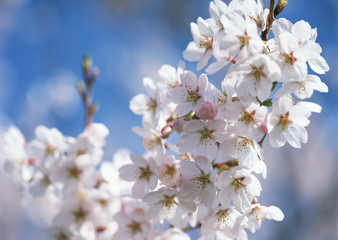 Cherry Blossom