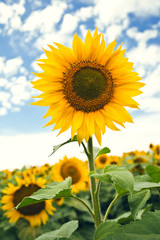 Bright yellow sunflower in field with a cloudy blue sky