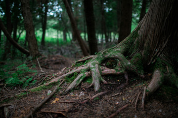 Fototapeta premium Tree Roots