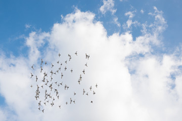 Birds are flying on blue sky with clouds.
