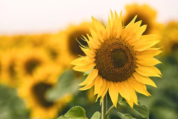 Acrylic prints Sunflower Bright yellow sunflower in field