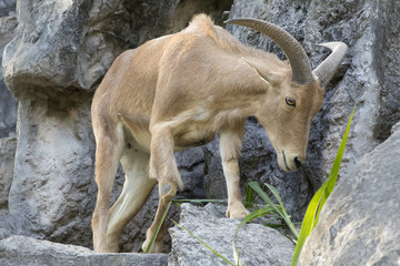 Image of a mountain goats standing on a rock and eating grass.