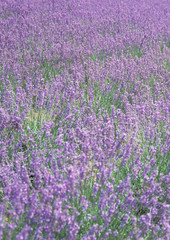 Obraz premium Flower Garden
