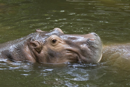 Image of a hippopotamus on the water.