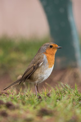 European Robin, Erithacus rubecula, Robin, Birds