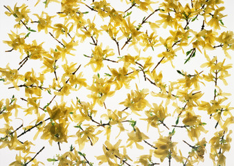 Obraz premium Flower