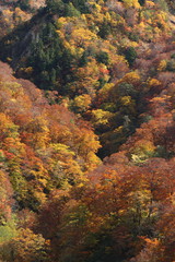 Obraz premium 紅葉の山腹