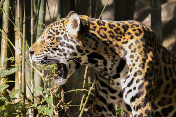 Image of a leopard on nature background.