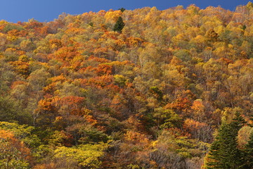 Fototapeta premium 紅葉の山