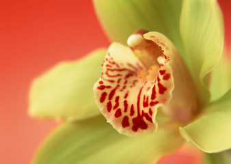 Cymbidium